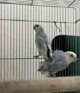 للبيع مجموعه ازواج