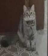 قطط برتش صغار للبيع و الكبار تبني ذكر و نثيه عمر سنتين