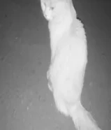 قطه شيرازيه