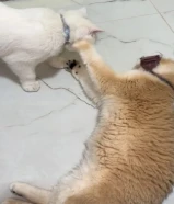 برتش بيييور ذكر