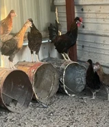 دجاج عربي قديم