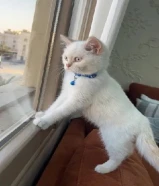 للبيع ذكر شهرين ونص