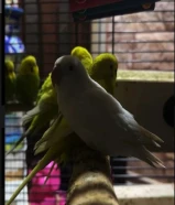 الباجي استرالي حجم متوسط اذا معزم ماقصر معاك