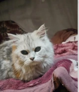 قطط متجوزين للتبني