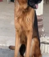 جيرمن شبرد شو لاين