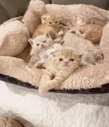 للبيع كيتن اسكاتش فولدد إيرز