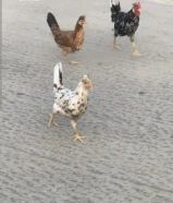 للبيع دجاج