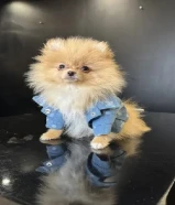 TEA CUP POMERANIAN