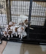 للبيع بيتابول يراوه العمر شهرين