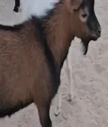 للبيع تيس جيكي