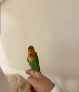 اللبيع طيور روز