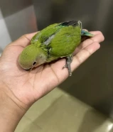 للبيع فرخ لوفبيرد ربوه