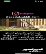 ارانب صغار فلامنش العملاق + دلميشن