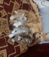 متوفر قطط للتبني ام مع الكتن اليفين