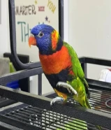 لوري رينبو جامبو