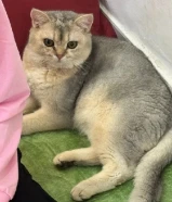 قطو سكوتش ستريت