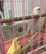 للبيع زوج لوف بيرد