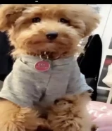 كلب توي بودل للبيع بيعه سريعه لاسباب خاصه الرجاء التواصل في اسرع وقت للجادين فقط