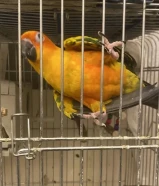 صن كنيور ربوه شرط صحه