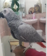 كاسكو فرح ياكل بروحه أليف حيل