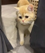 قط برتش للبيع