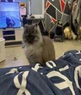 قط الهيملايا