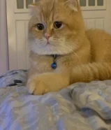 تم التبني _ تم التبني