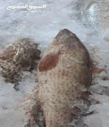 أسماك طازجة يوميا من التجربة