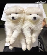 جراء مستوردين من الخارج