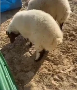 طليان للبيع