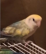 روز للبيع صامل يكلمني