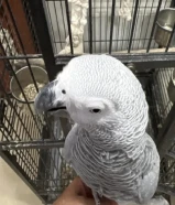 للبيع كاسكو ربوه نثيه محجله عمر سنه ونص مع جميع أغراضها السعر 200 دينار شامل جميع الاغراض