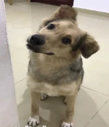 Mixed Breed Golden Retriever + Rottweiler