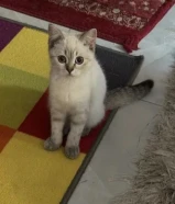 للبيع عمر 5 شهور