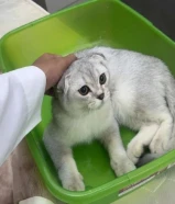 قط ذكر للبيع