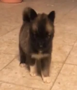 للبيع امركن كيتا