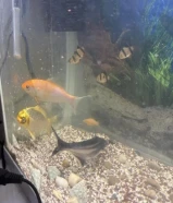 ثلاث سمكات بحجم كبير للببع وجميلين سمكه لونه اسود نوعها bala shark والثنتين نفس النوع Koi Carp