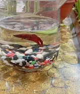 سمك مع فازه بانبو