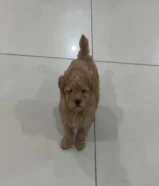 توي بودل انثى