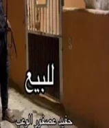 للبيع حصان حفيد عصفور الوعب