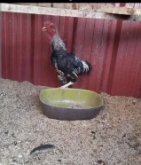 للبيع ديج فايتر شي فاخر