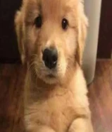 مطلوب قولدن رتريفر