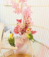 زوج روز نادر طفره مع قفص كبير وقاعده السعر 40 دينار