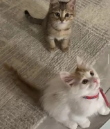 كتن مكس شيرازي وسكوتش للتبني