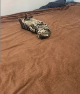 Scottish fold male and female for adoption