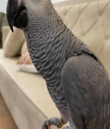 الي عنده طير هولندي ضايع نفس الي بصوره يتصل علي