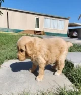 جراوى بودل للبيع