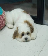 كلبه مفقودة