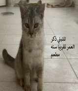 قطط للتبني