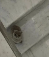 قطوه سكوتش فولد